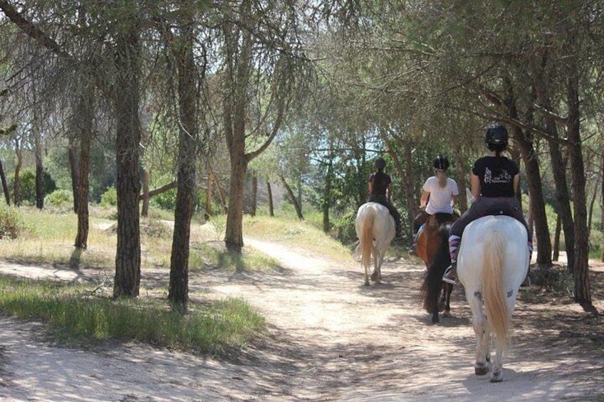 Algarve - Exclusive horseriding in Portimao (no experience required)