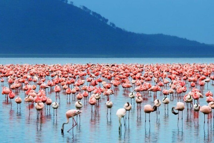 Lake Elementaita Guided Flamingoes Day Tour from Nairobi