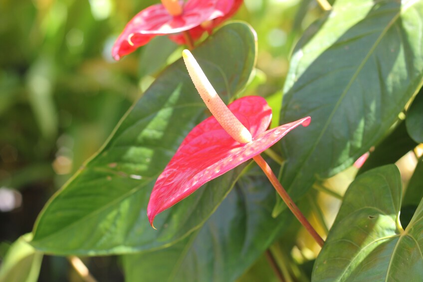 Show item 1 of 5. Nature and Culture In Beautiful Martinique