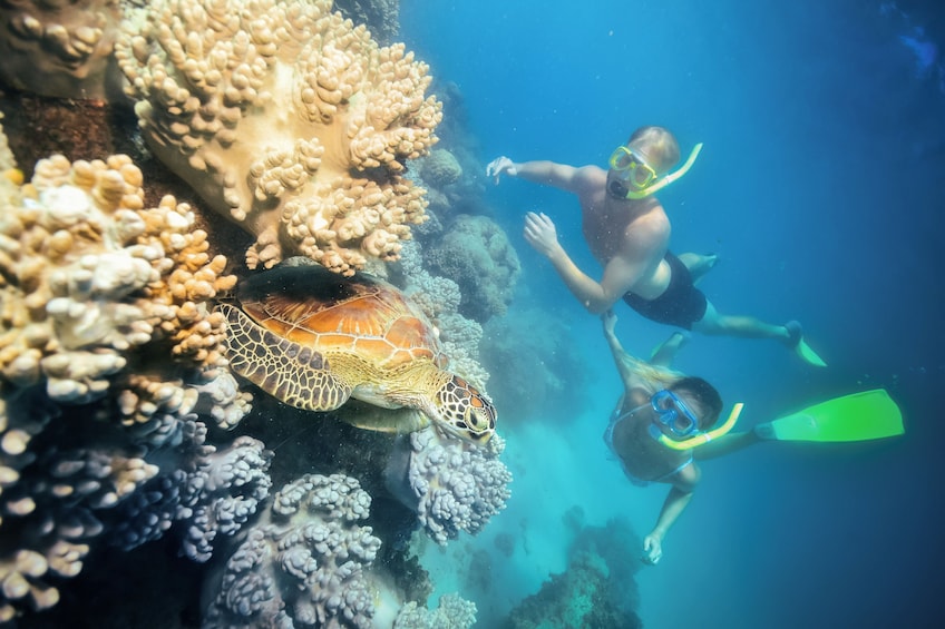 Great Adventures Green Island & Moore Reef Pontoon 