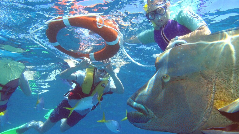 Guests snorkeling with fish at Green Island in Australia 