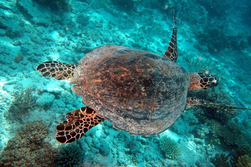 Marine World Experience - Outer Great Barrier Reef Cruise