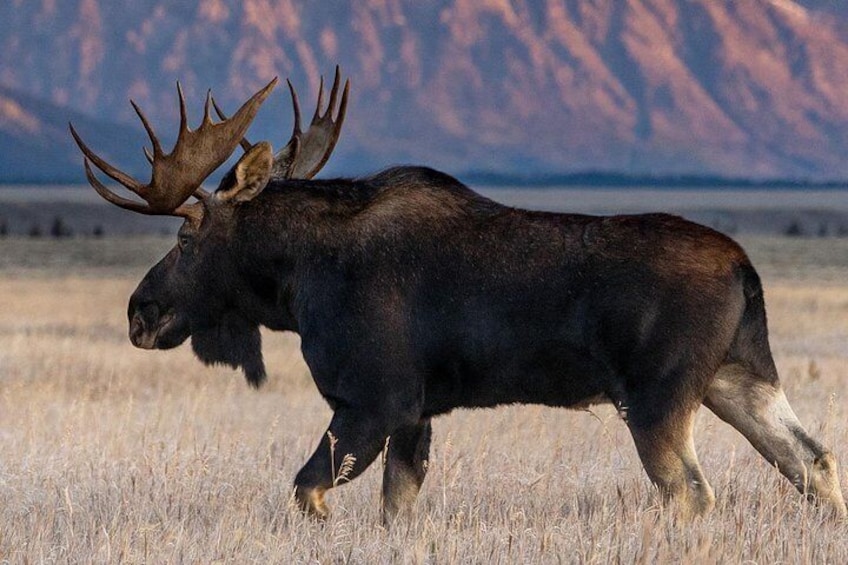 Moose on the loose