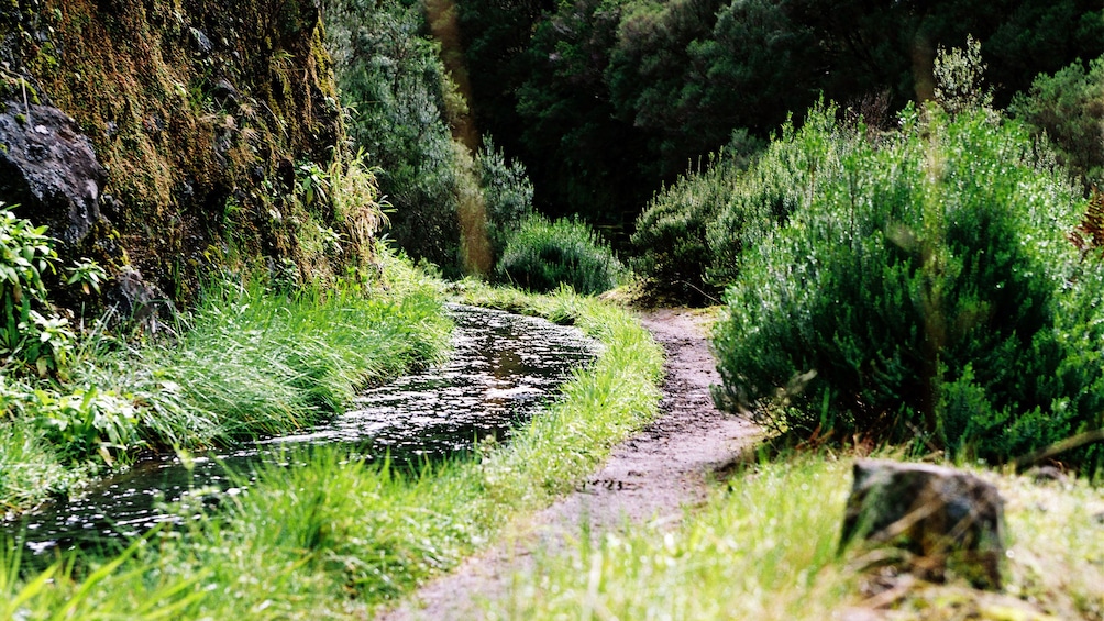 A path surrounded by lush greenery in Rabacal Valley