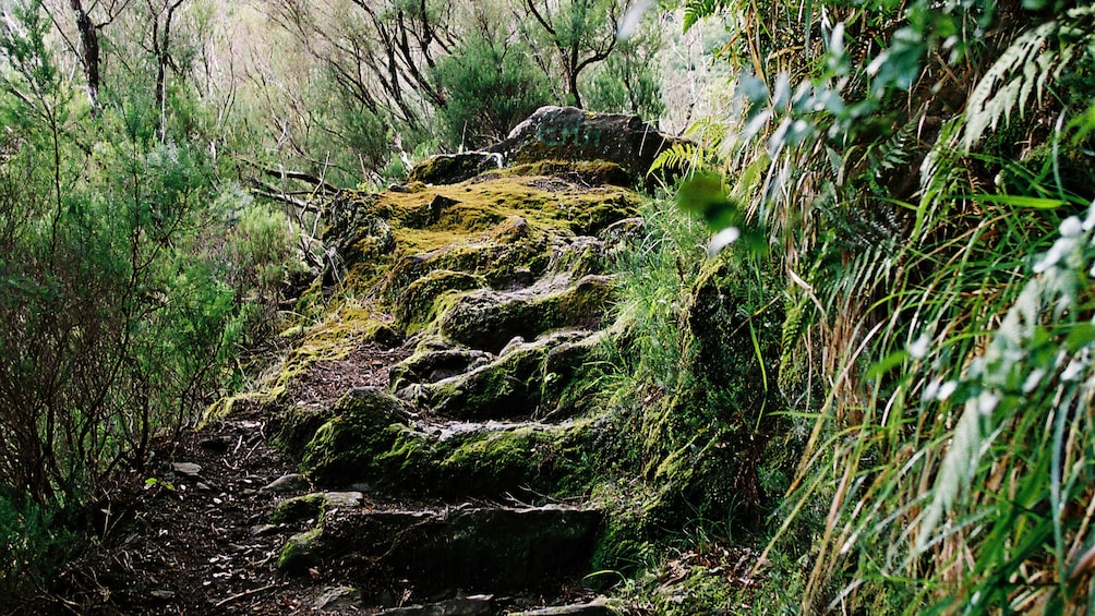 nature steps on a path in Rabacal Valley