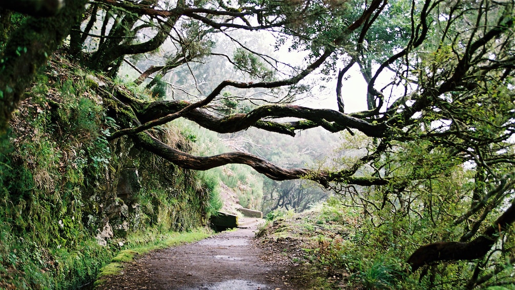Trees line a path in Rabacal Valley