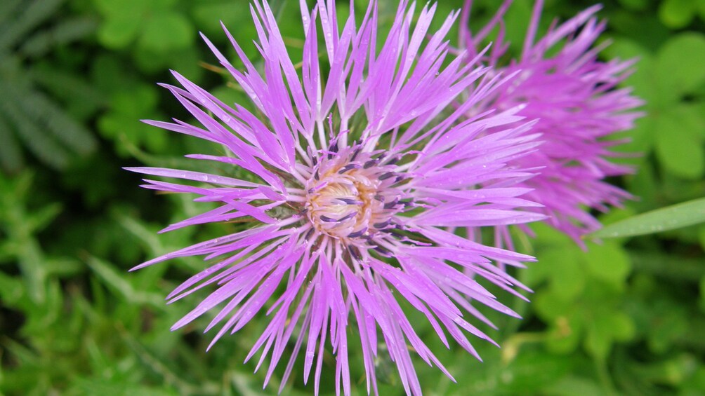 bright purple flower in Madeira