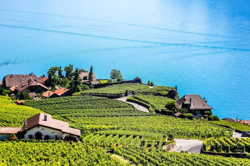 Chaplin, Montreux, Castle of Chillon & Lavaux Tour
