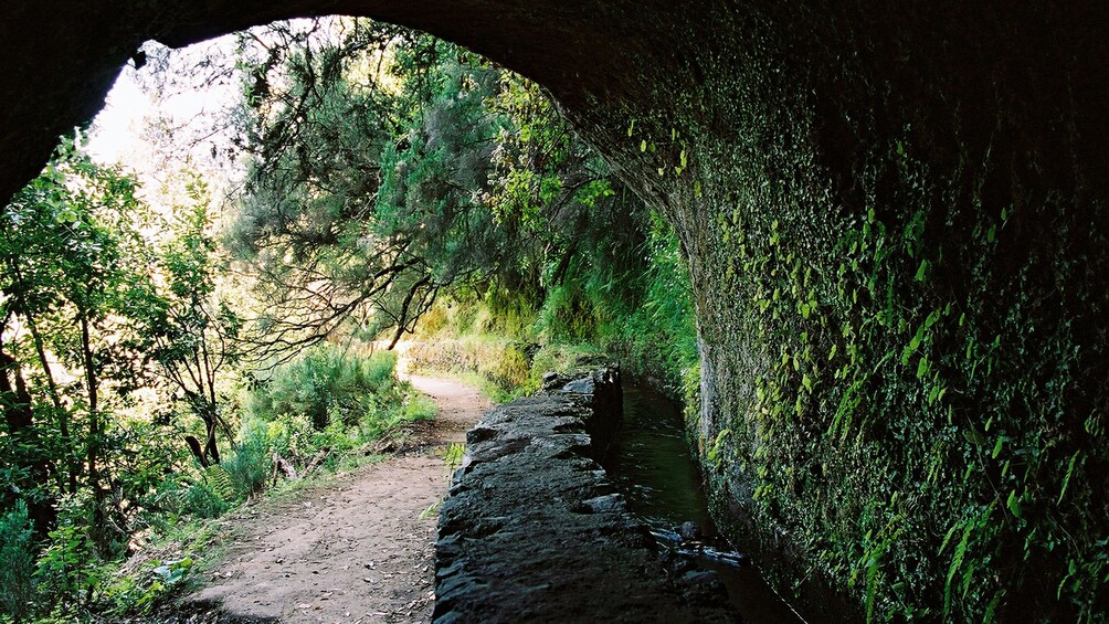 A tunnel cutting through a forest in Madeira