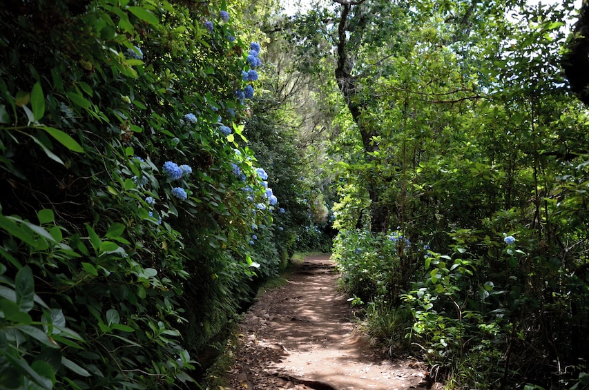 Queimadas to Caldeirao Verde Guided Levada Hike