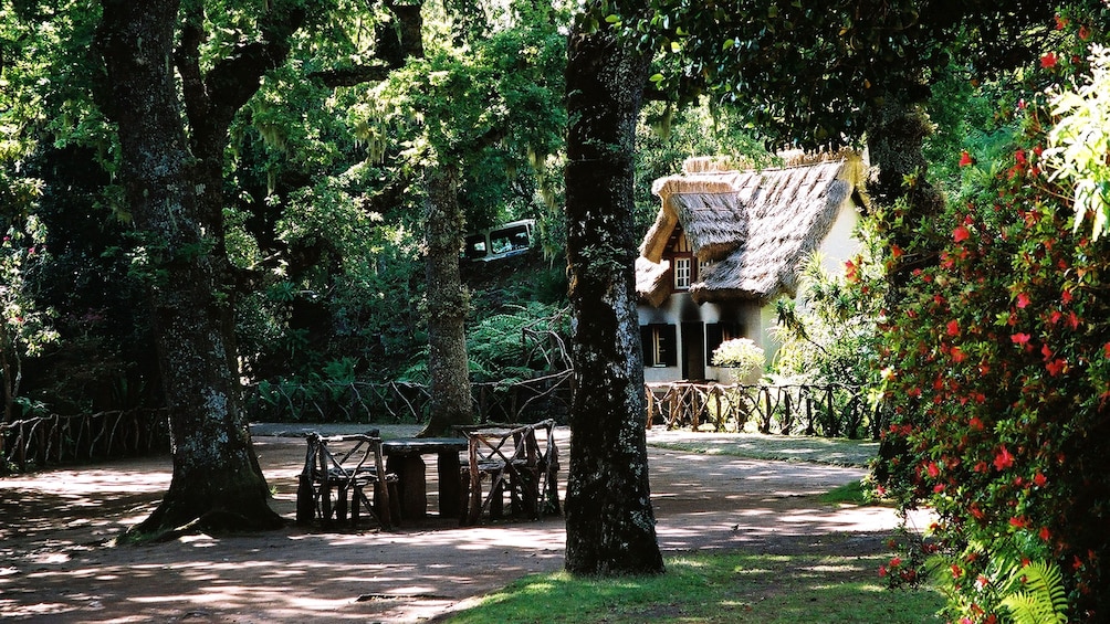 A cottage nestled in a forest in Madeira