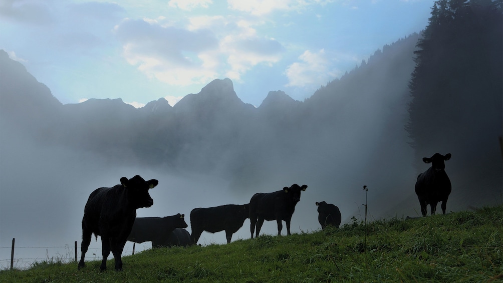 cattle in geneva