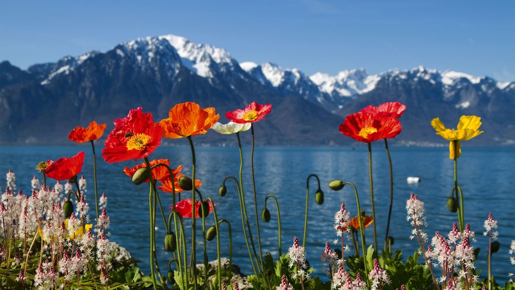 flowers and mountains in geneva