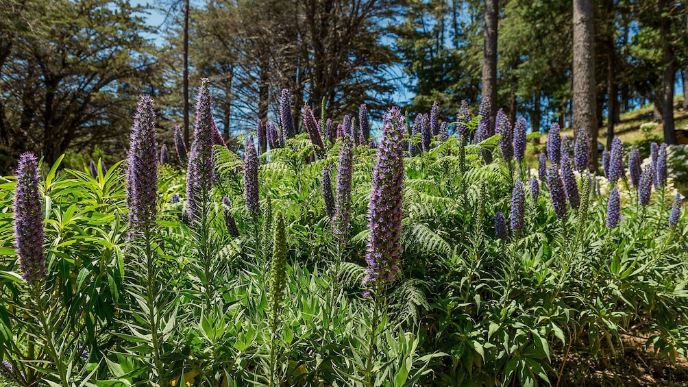 Wildflowers growing in Santana