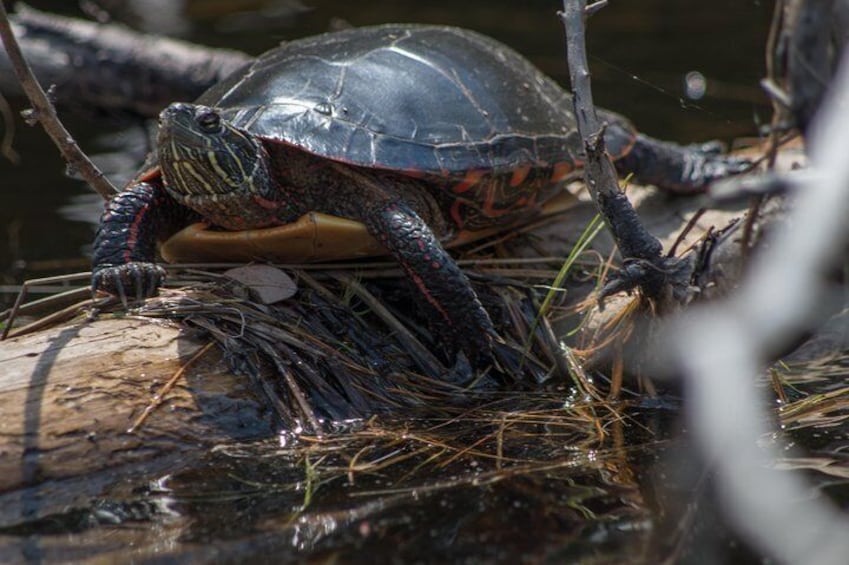 6 Hour Algonquin Park Canoe Trip