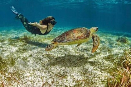 Snorkeling tour by boat amazing excursion to the turtle area Free transport...
