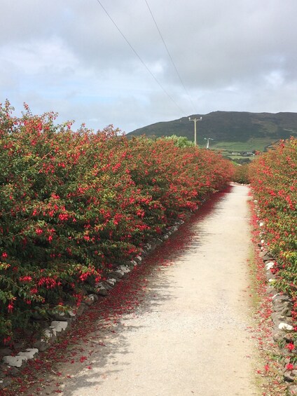 Show item 3 of 10. Private tour of Dingle & Slea Head with accredited guide