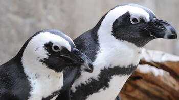 Audubon Aquarium of the Americas Tickets