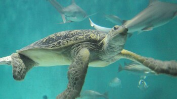 Audubon Nature Institute Multi-Park Experience Tickets