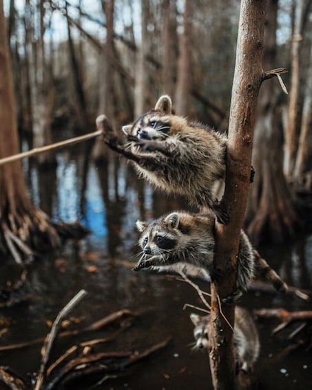 Cajun Bayou & Swamp Tour - New Orleans (With Transportation)