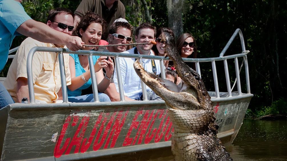 alligator leaping out of water near boat in New Orleans