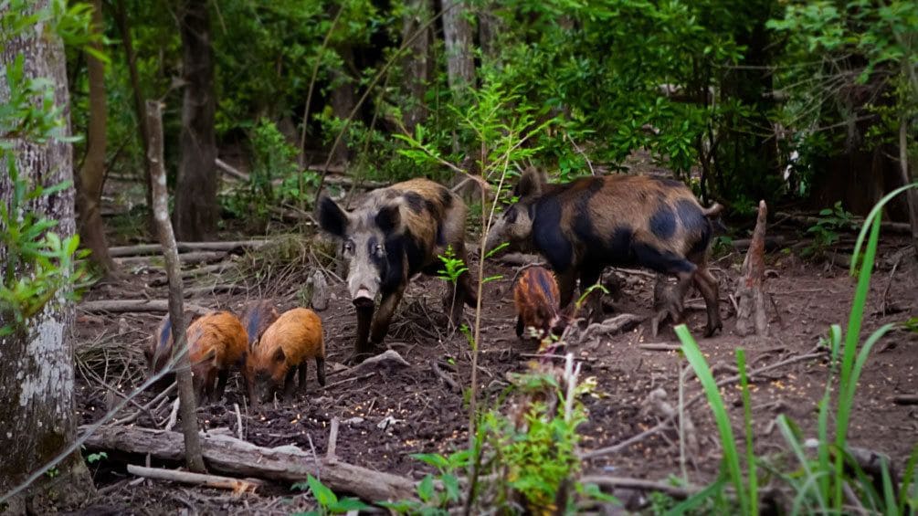 wild boar and piglets in swamp area of New Orleans