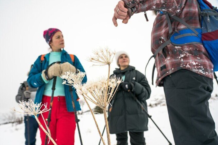 Advanced Snowshoeing Adventure