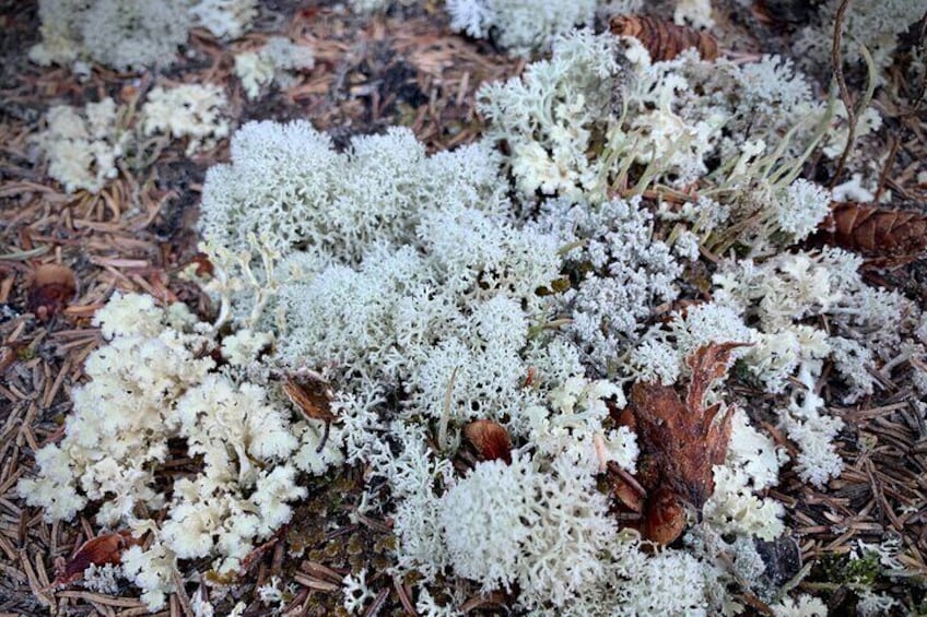Lovely lichen