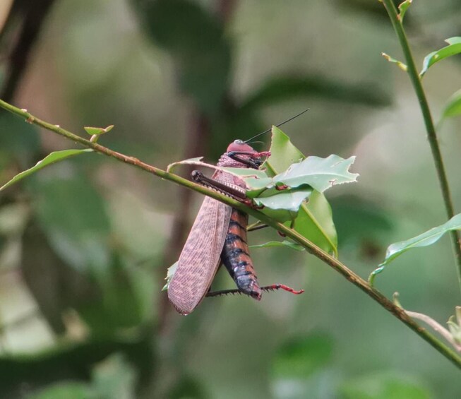 Guide Tour in Manuel Antonio National Park