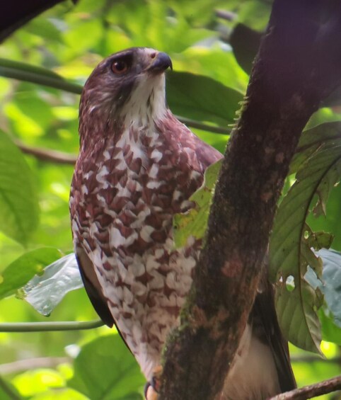 Guide Tour in Manuel Antonio National Park