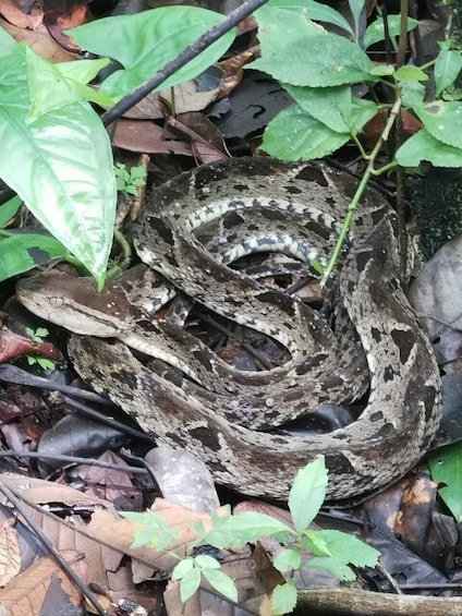 Guide Tour in Manuel Antonio National Park