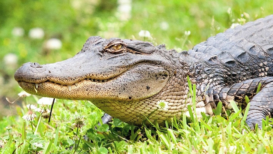 Swamp & Bayou Tour with Transportation from New Orleans