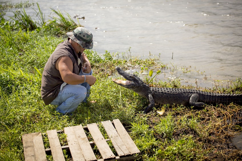 Swamp & Bayou Tour w/ Transportation from New Orleans