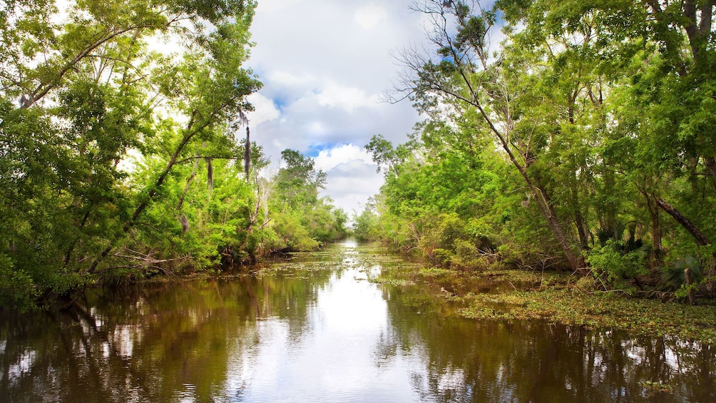 swamp bayou in New Orleans