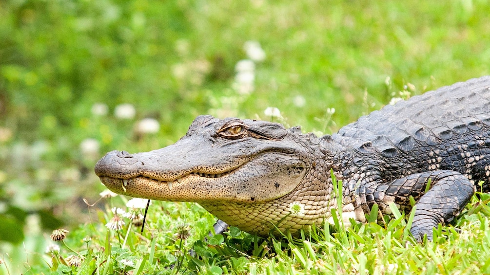 alligators in New Orleans