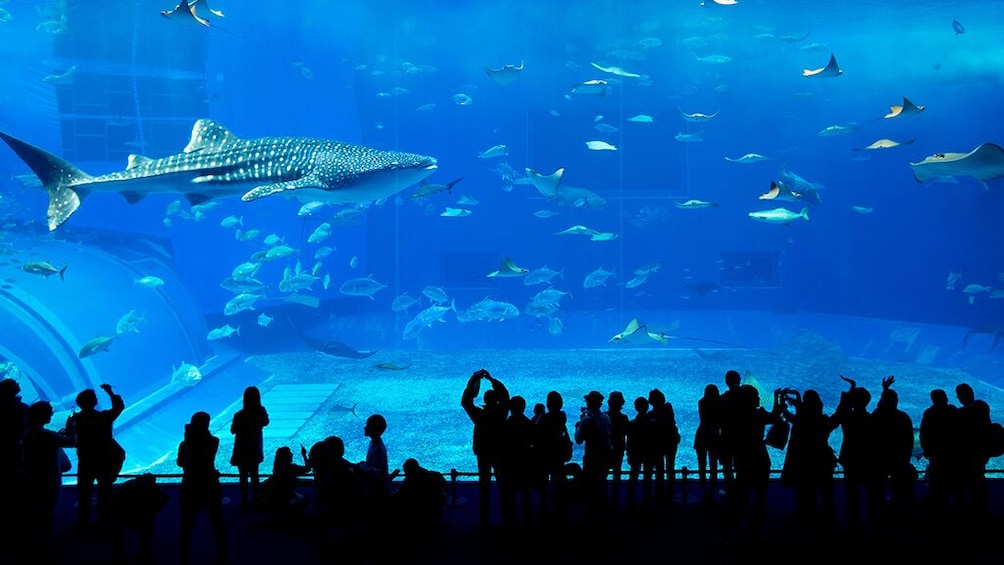 Dubai Mall Aquarium Basic Tickets