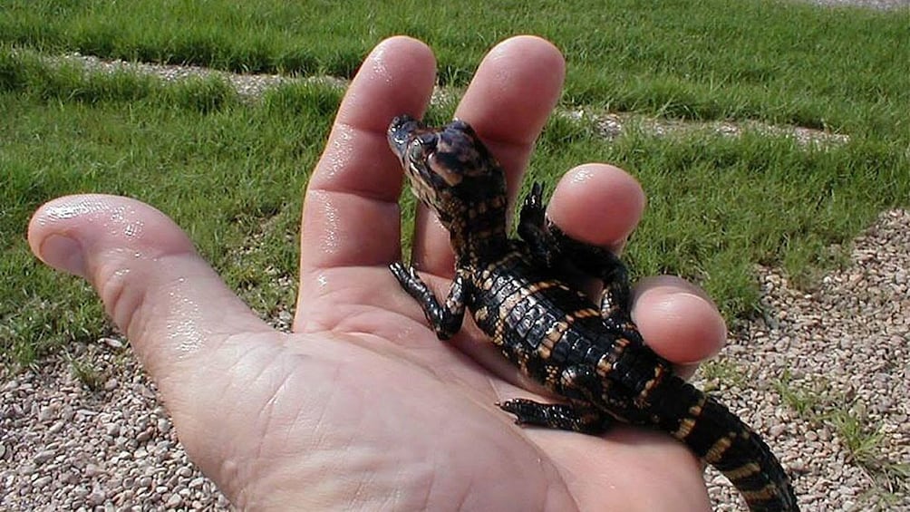 Person holding small alligator in New Orleans