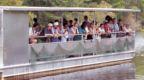 Jean Lafitte Swamp & Bayou Boat Tour from New Orleans