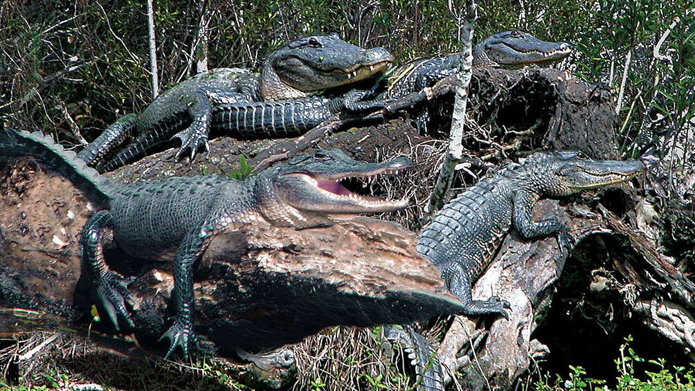 alligators sunning themselves on logs in New Orleans