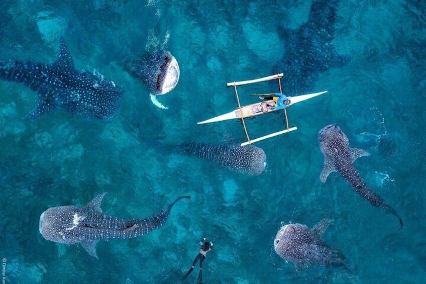 Oslob Whaleshark & Kawasan Falls Tour