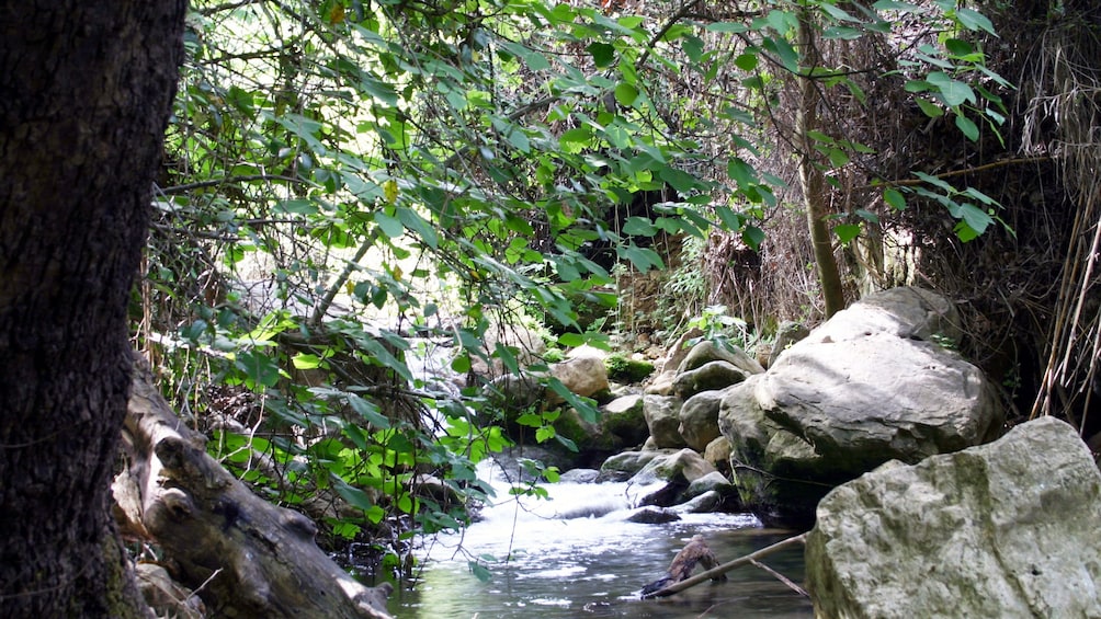 Charger l’élément 2 sur 5. A river near Galilee