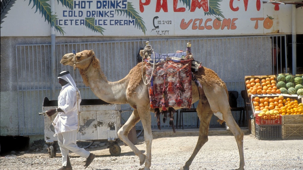 Foto 2 von 5 laden A man leading a camel down a street in Bethlehm