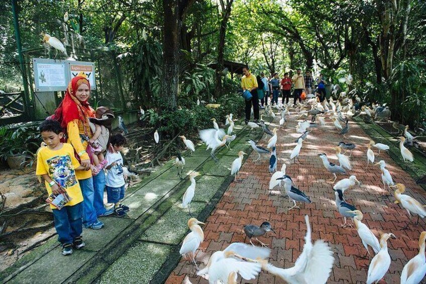 Kuala Lumpur Bird Park