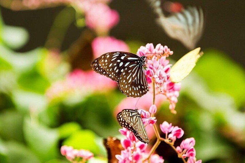 Kuala Lumpur Butterfly Park