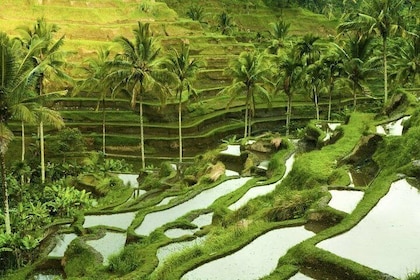 Bali Shore Excursion : Customise Private Full day Tours