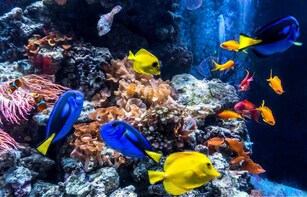 Skip-the-Line AquaDom & SEA LIFE Berlin Ticket