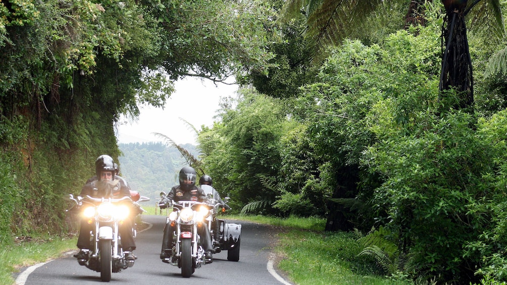 Harley riders on a tree-lined street in Auckland