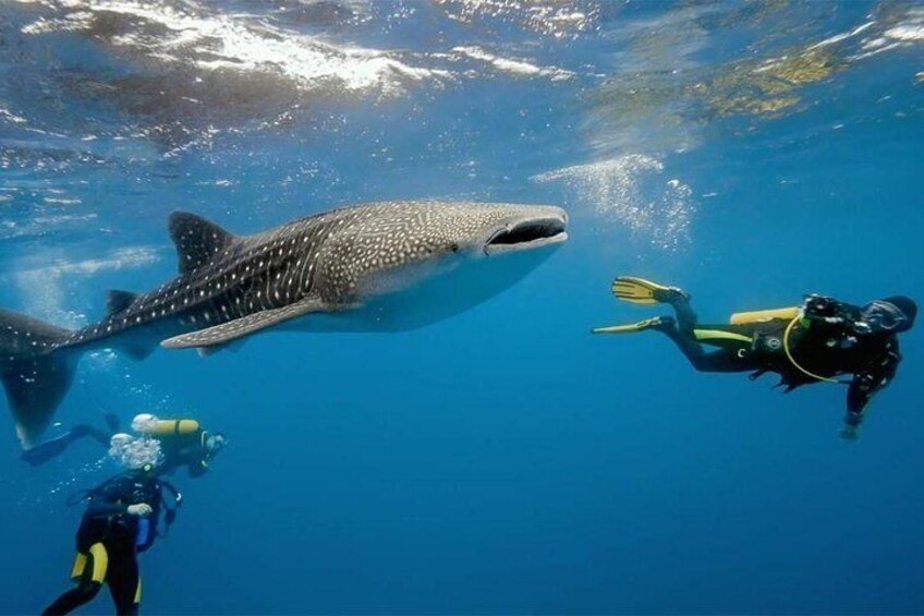 Whale Shark Watching