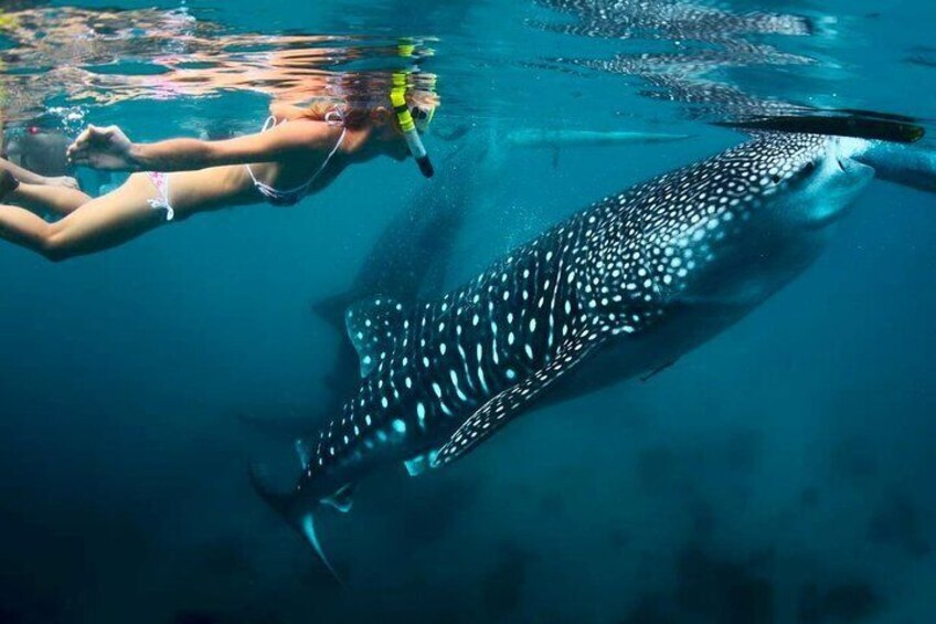 Whale Shark Watching