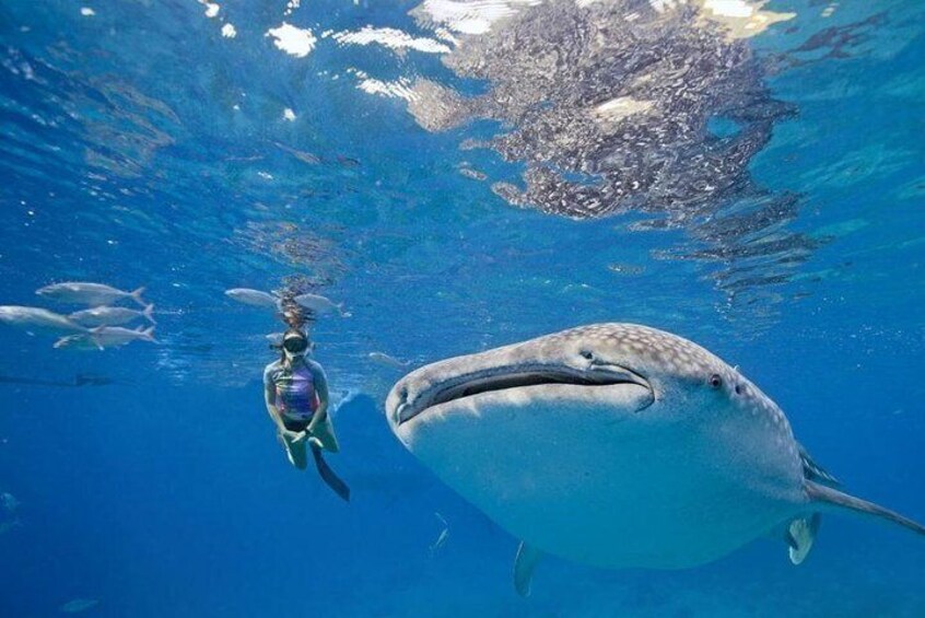 Whale Shark Watching